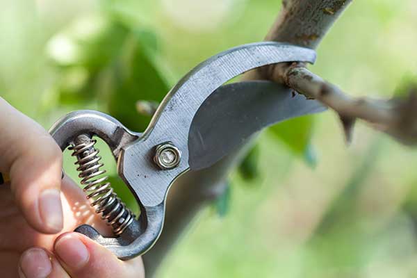 Garden Maintenance - Pruning